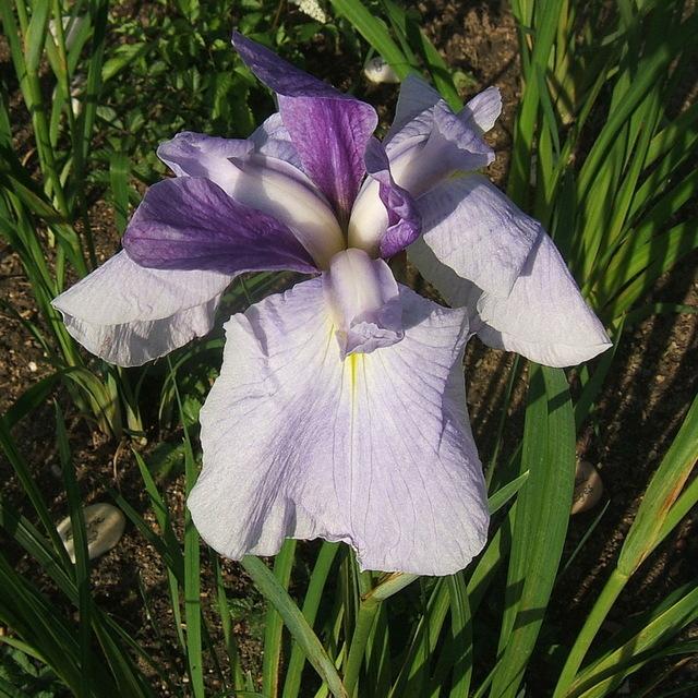 Photo of Japanese Iris (Iris ensata 'Returning Tide') uploaded by pirl