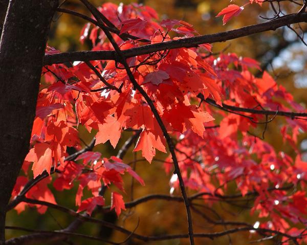 Photo of Red Maple (Acer rubrum) uploaded by robertduval14