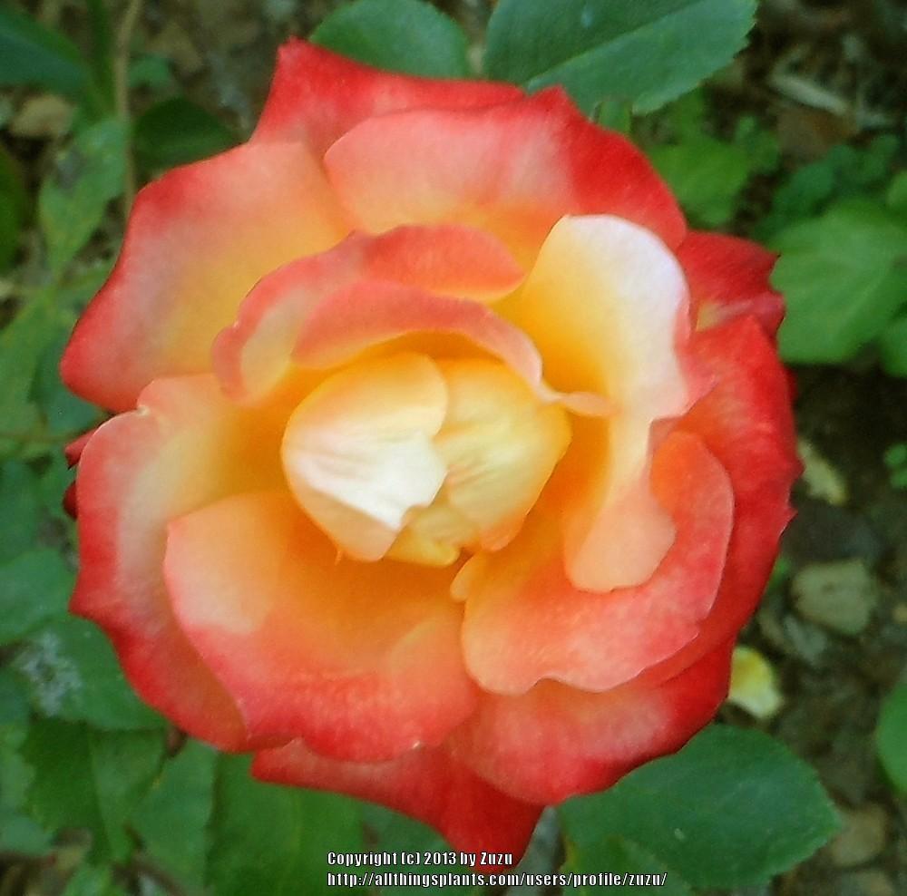 Photo of Rose (Rosa 'Confetti') uploaded by zuzu
