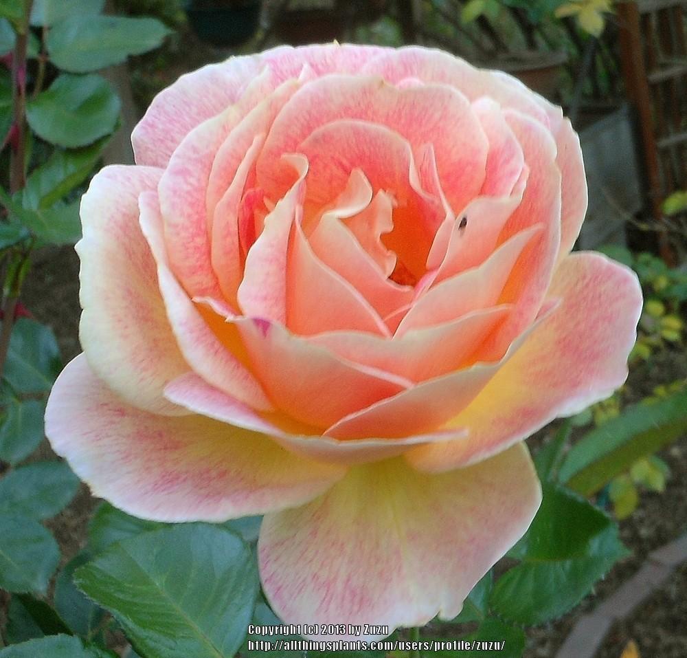 Photo of Rose (Rosa 'Shazam!') uploaded by zuzu