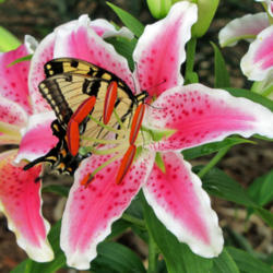 Location: My Gardens
Date: July 19, 2011
Believed To Be Star Gazer #Pollination & #Butterflies