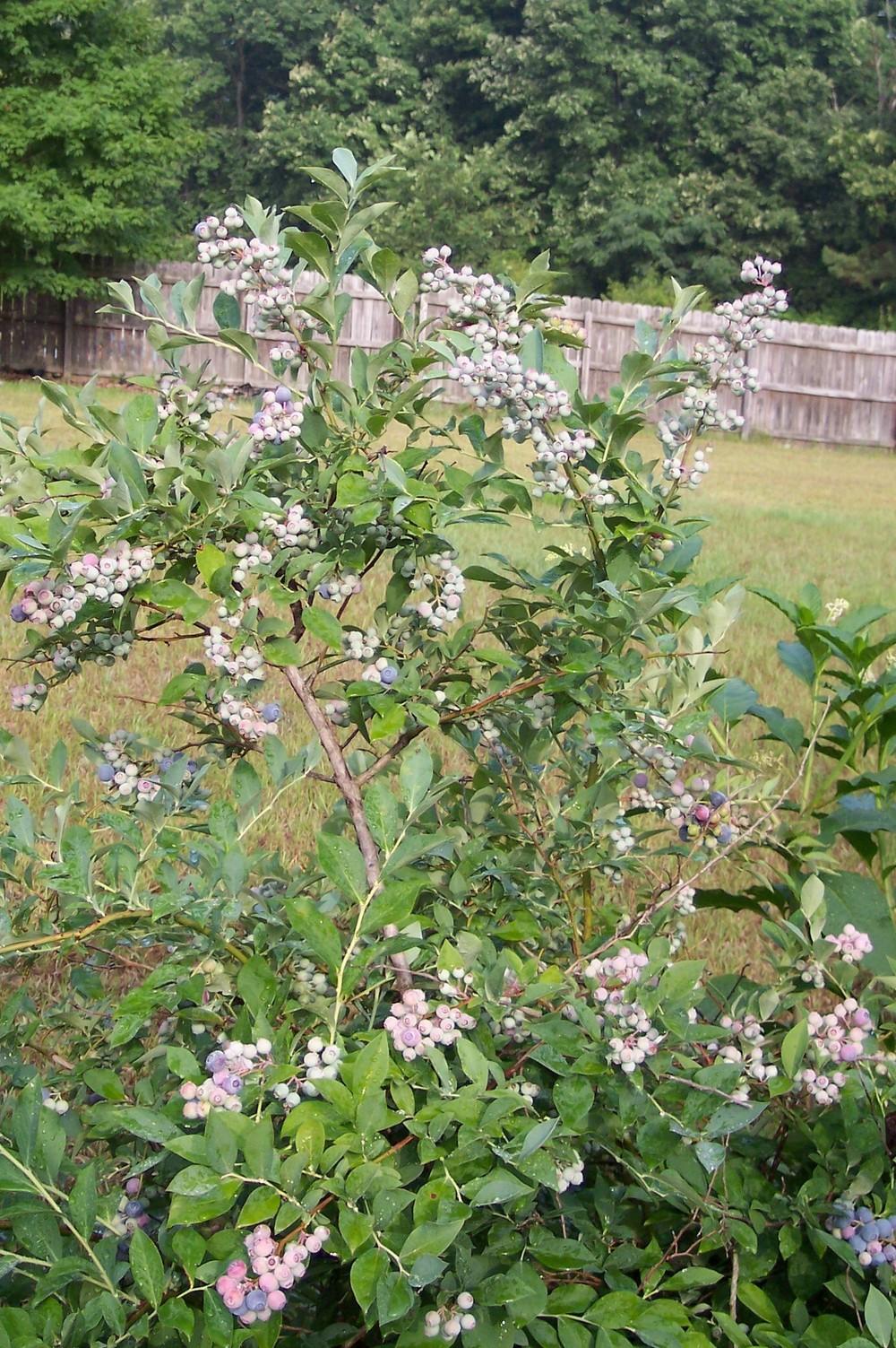 Photo of Rabbiteye Blueberry (Vaccinium virgatum 'Woodard') uploaded by farmerdill