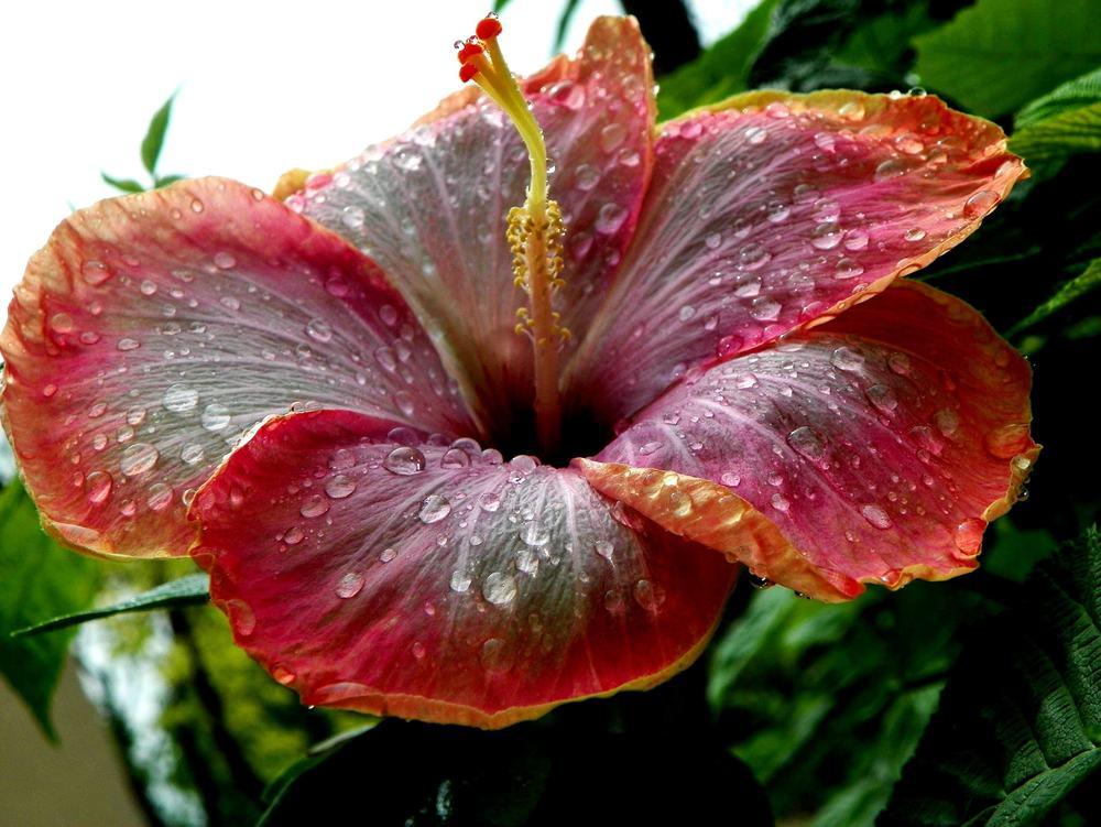 Photo of Tropical Hibiscus (Hibiscus rosa-sinensis 'Clairvoyant Lady') uploaded by ikovacs