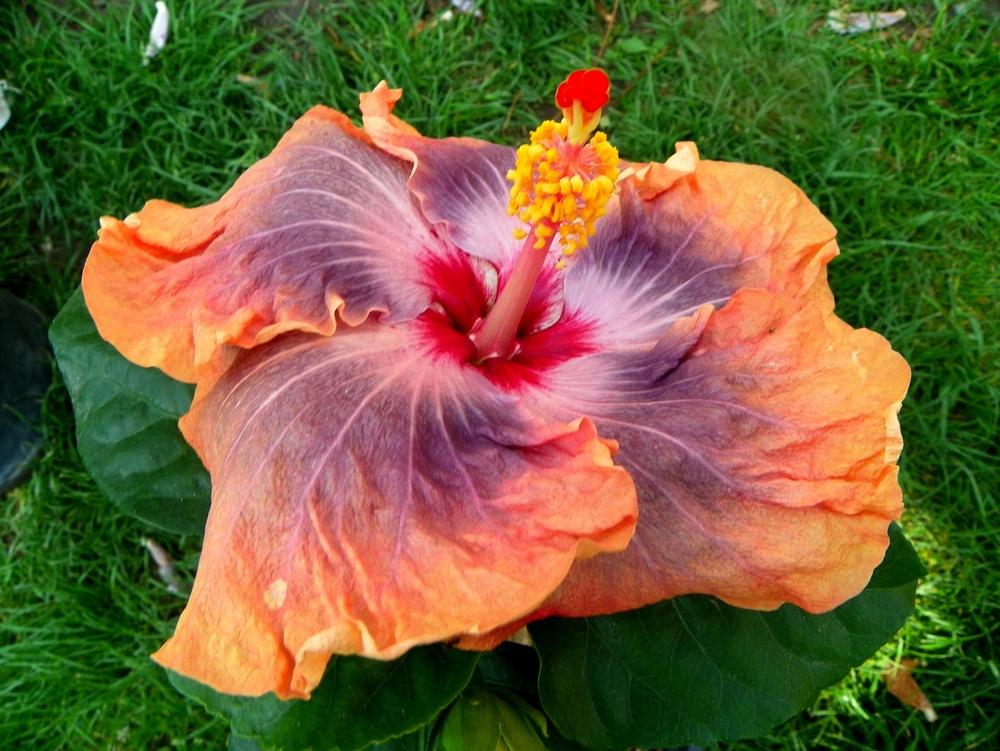 Photo of Tropical Hibiscus (Hibiscus rosa-sinensis 'Gabriel') uploaded by ikovacs