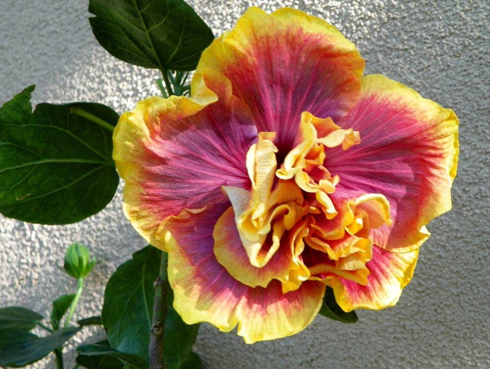 Photo of Tropical Hibiscus (Hibiscus rosa-sinensis 'Gator Magic') uploaded by ikovacs
