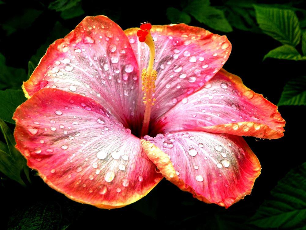 Photo of Tropical Hibiscus (Hibiscus rosa-sinensis 'Clairvoyant Lady') uploaded by ikovacs