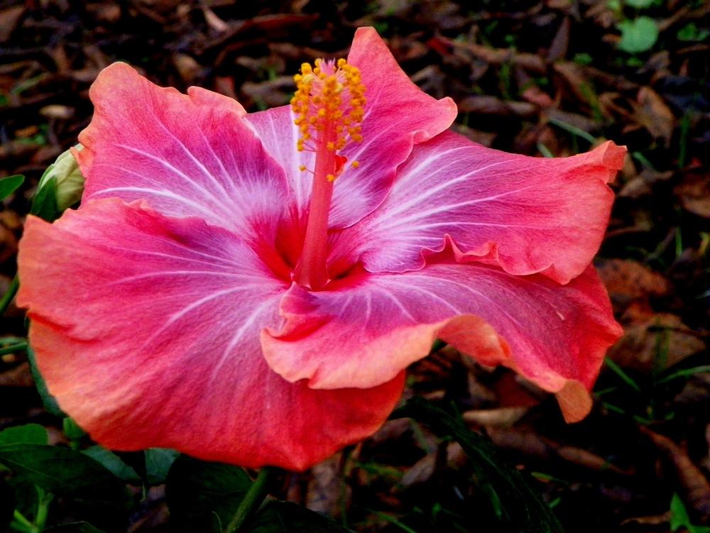 Photo of Tropical Hibiscus (Hibiscus rosa-sinensis 'Gabriel') uploaded by ikovacs