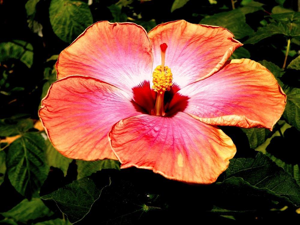 Photo of Tropical Hibiscus (Hibiscus rosa-sinensis 'Rum Runner') uploaded by ikovacs