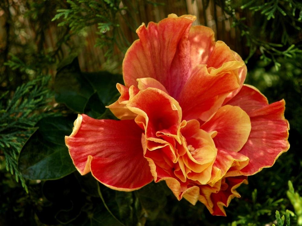 Photo of Tropical Hibiscus (Hibiscus rosa-sinensis 'David Boulin') uploaded by ikovacs