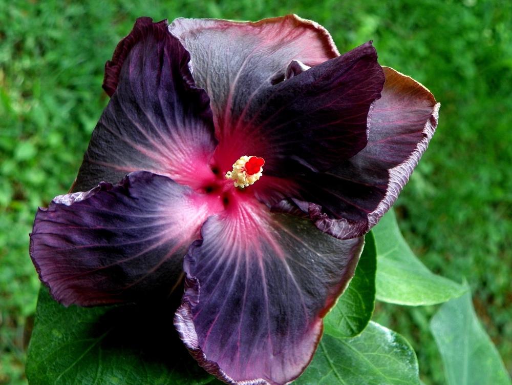 Photo of Tropical Hibiscus (Hibiscus rosa-sinensis 'Moorea Moana Storm') uploaded by ikovacs