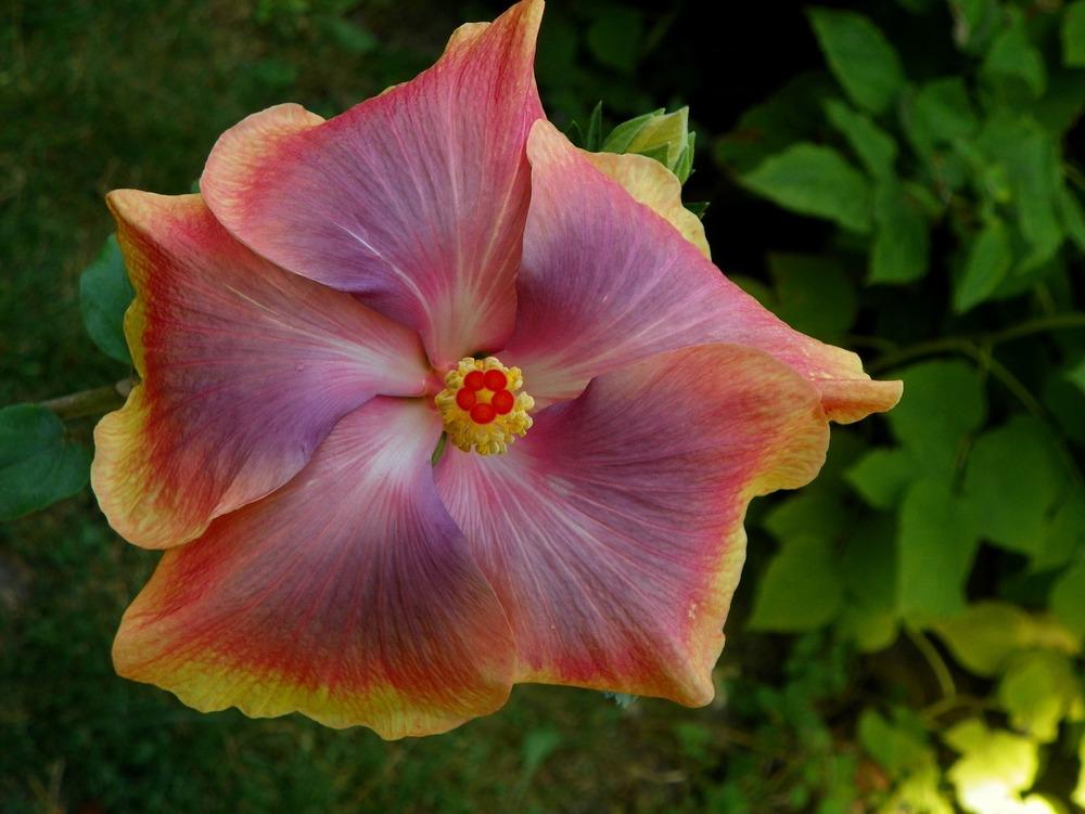 Photo of Tropical Hibiscus (Hibiscus rosa-sinensis 'Make a Wish') uploaded by ikovacs
