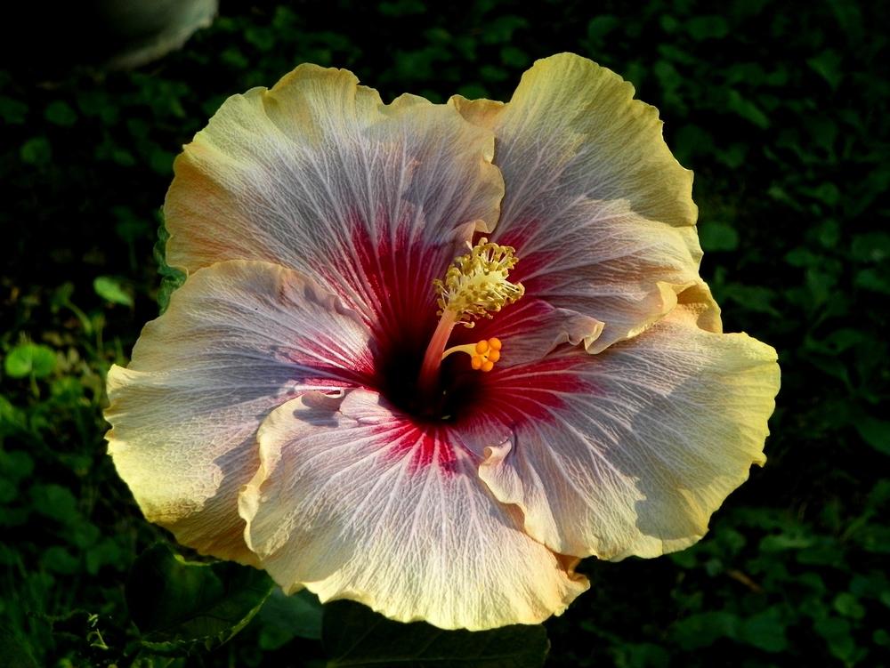 Photo of Tropical Hibiscus (Hibiscus rosa-sinensis 'Rock and Roll') uploaded by ikovacs