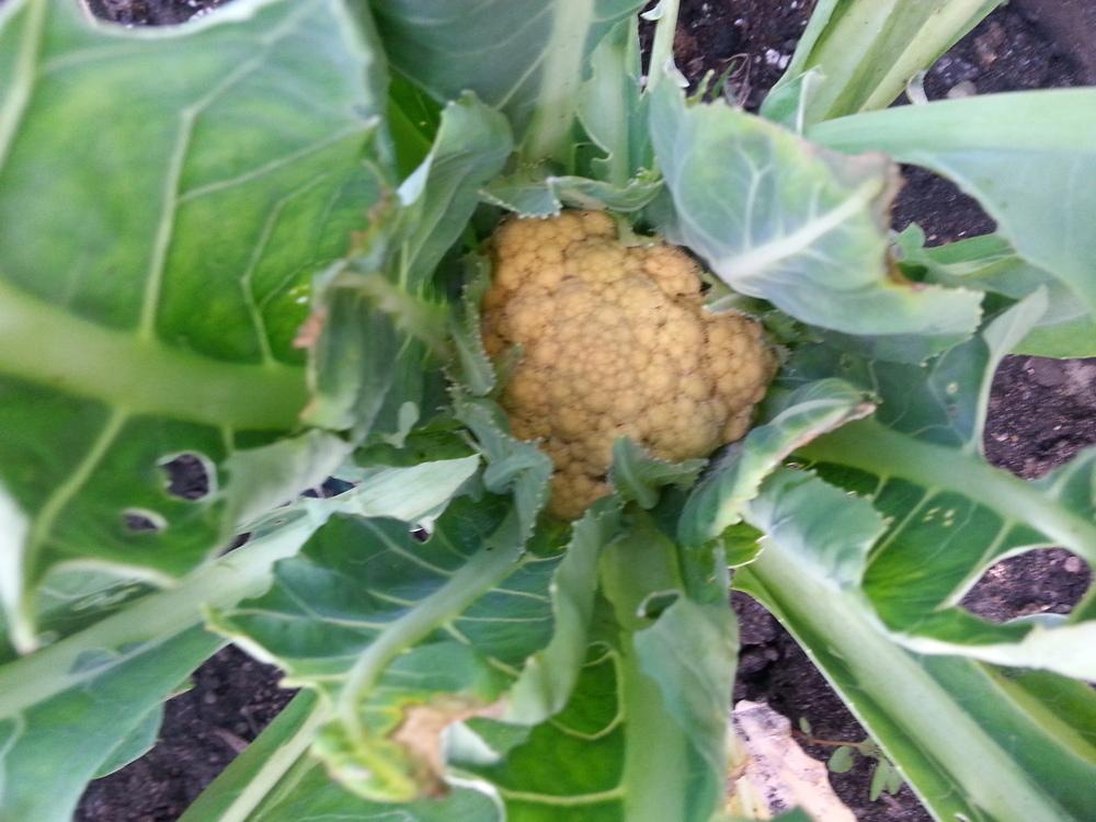 Photo of Cauliflower (Brassica oleracea var. botrytis 'Cheddar') uploaded by sundina