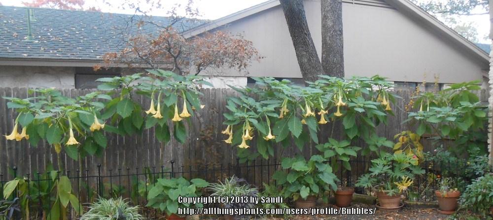 Photo of Angel Trumpet (Brugmansia 'Charles Grimaldi') uploaded by Bubbles