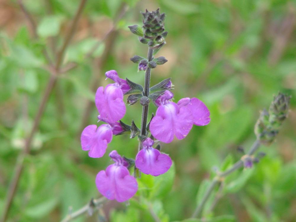 Photo of Salvia 'Christine Yeo' uploaded by FBTS