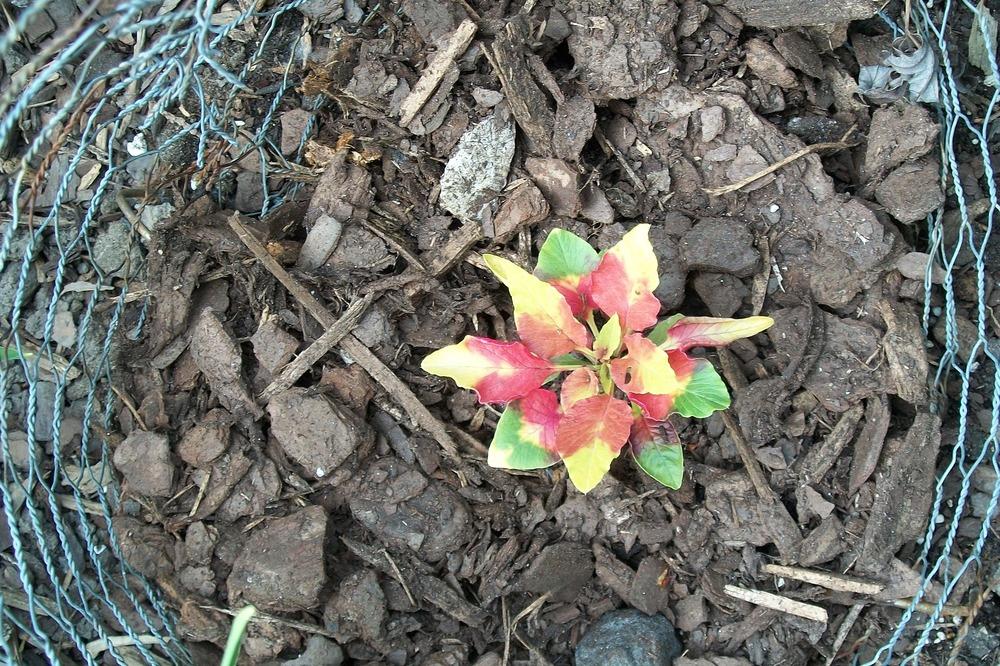 Photo of Amaranth (Amaranthus tricolor 'Joseph's Coat') uploaded by Hazelcrestmikeb