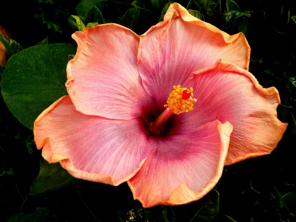 Photo of Tropical Hibiscus (Hibiscus rosa-sinensis 'Ana Lyn') uploaded by ikovacs