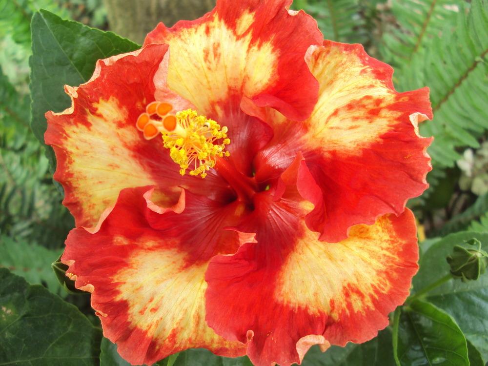 Photo of Tropical Hibiscus (Hibiscus rosa-sinensis 'Five O' Clock Shadow') uploaded by ikovacs