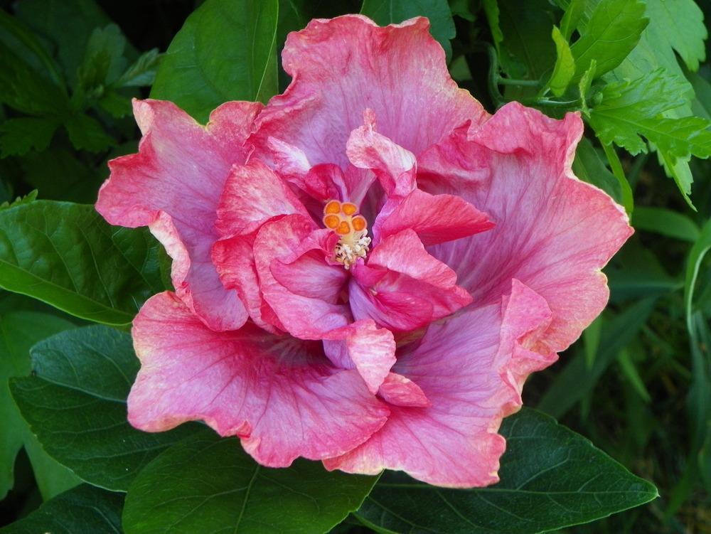 Photo of Tropical Hibiscus (Hibiscus rosa-sinensis 'Allure') uploaded by ikovacs