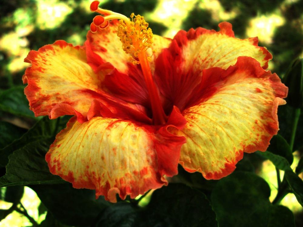 Photo of Tropical Hibiscus (Hibiscus rosa-sinensis 'Five O' Clock Shadow') uploaded by ikovacs