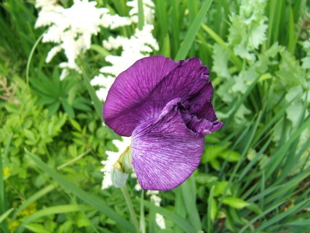 Photo of Japanese Iris (Iris ensata 'Greywoods Yarragon') uploaded by pirl