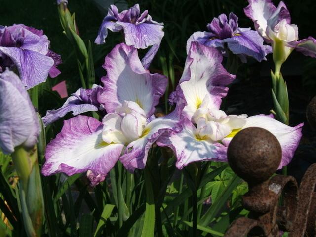 Photo of Japanese Iris (Iris ensata 'Raspberry Rimmed') uploaded by pirl
