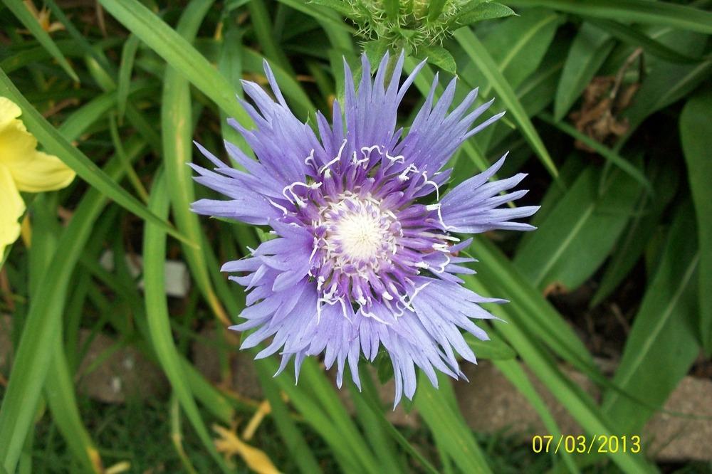 Photo of Stokes' Aster (Stokesia laevis) uploaded by Hazelcrestmikeb