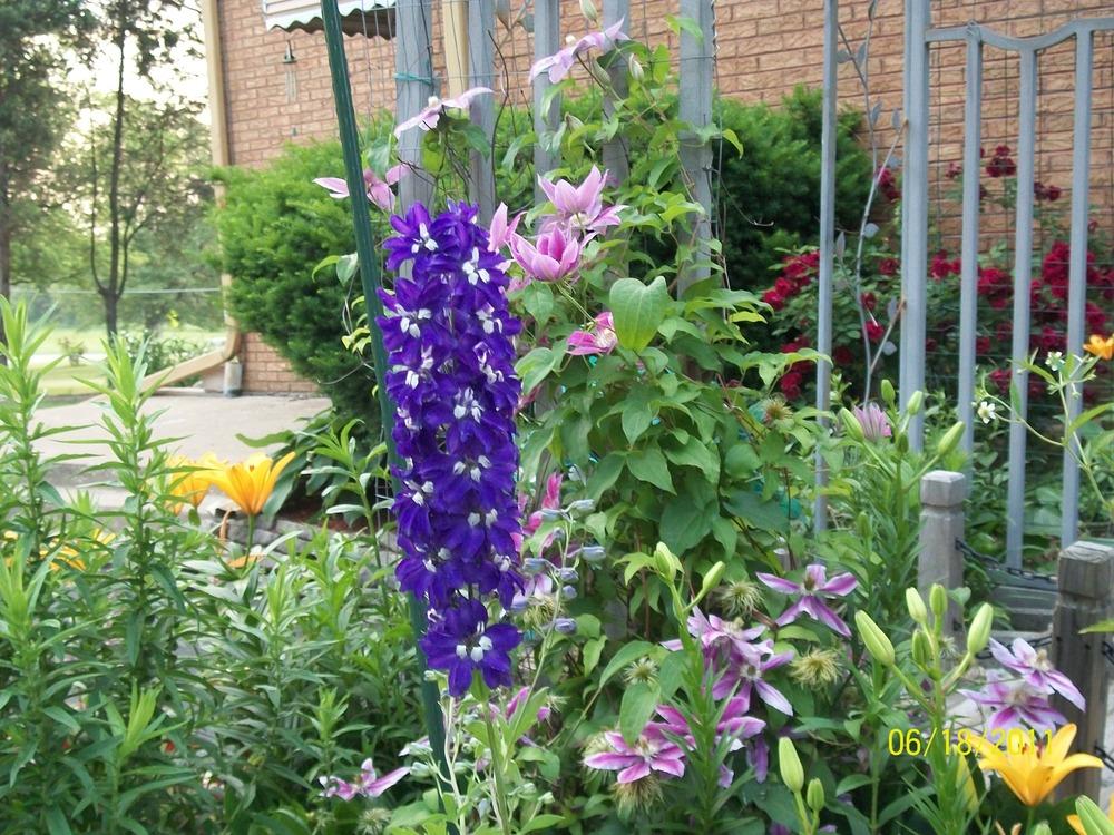 Photo of Delphiniums (Delphinium) uploaded by Hazelcrestmikeb