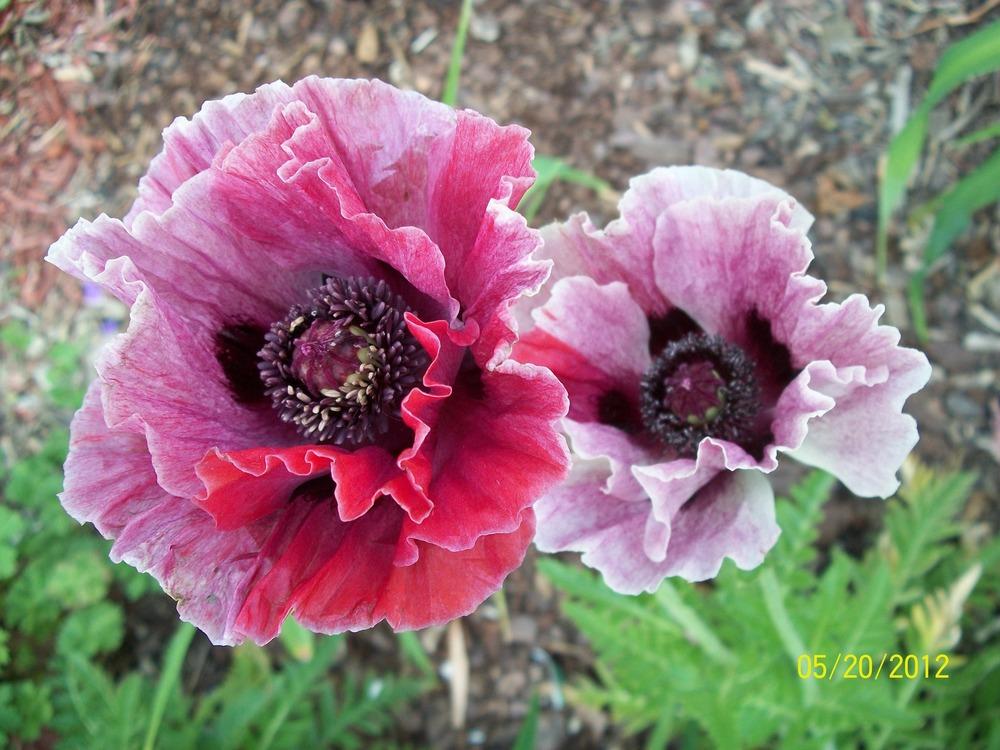 Photo of Poppies (Papaver) uploaded by Hazelcrestmikeb