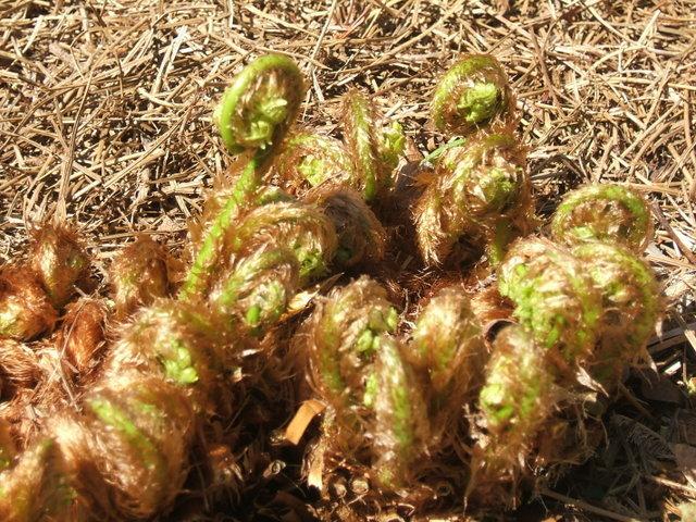 Photo of Polystichum uploaded by pirl