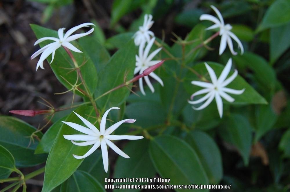 Photo of Star Jasmine (Jasminum laurifolium var. laurifolium) uploaded by purpleinopp