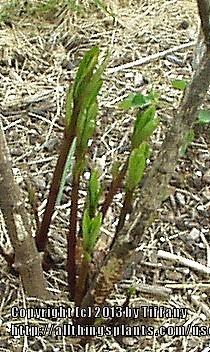 Photo of Swamp Milkweed (Asclepias incarnata) uploaded by purpleinopp