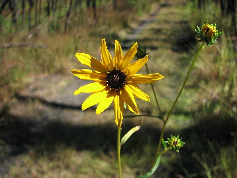 Photo of Swamp Sunflower (Helianthus angustifolius) uploaded by robertduval14