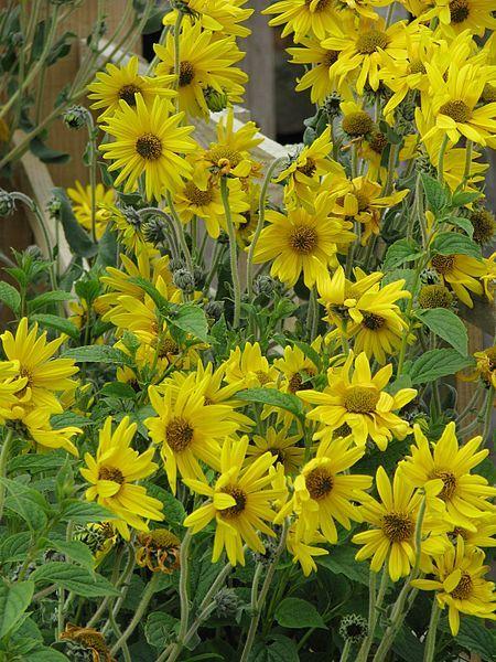 Photo of Downy Sunflower (Helianthus mollis) uploaded by robertduval14