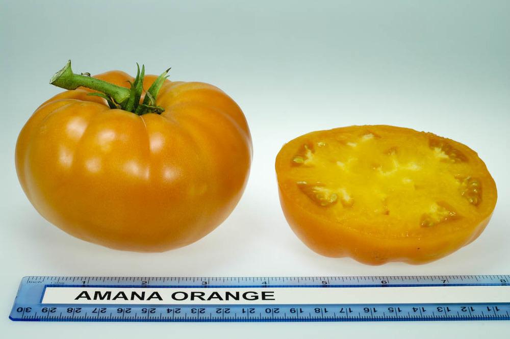 Photo of Tomato (Solanum lycopersicum 'Amana Orange') uploaded by robertduval14