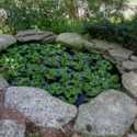 Add Water Hyacinths to Your Pond