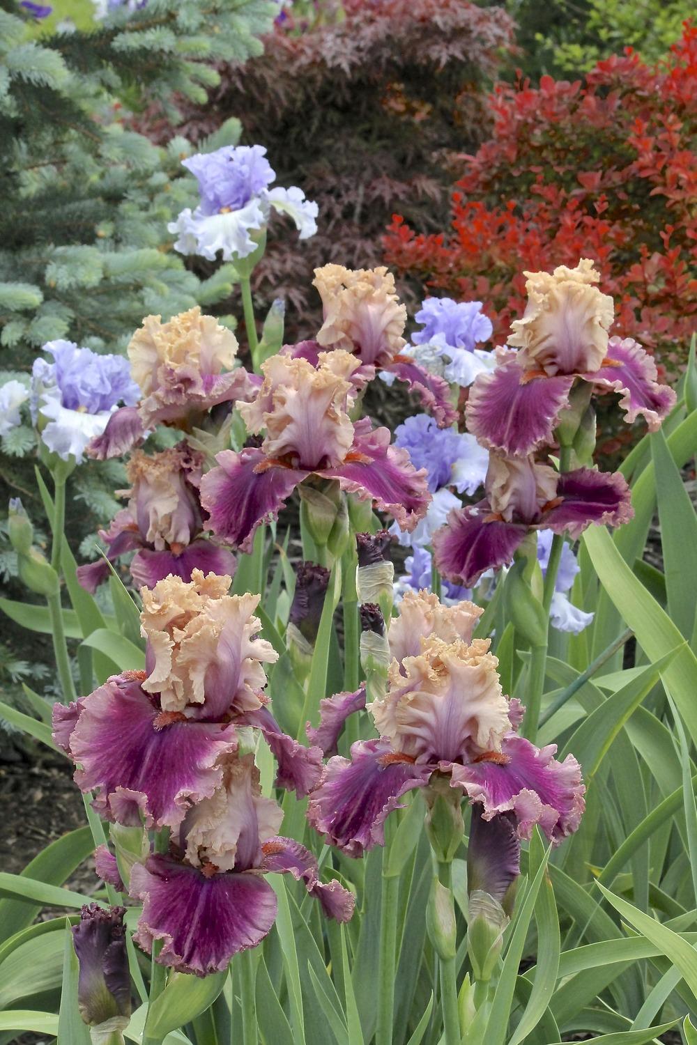 Photo of Tall Bearded Iris (Iris 'Pretty Witch') uploaded by ARUBA1334