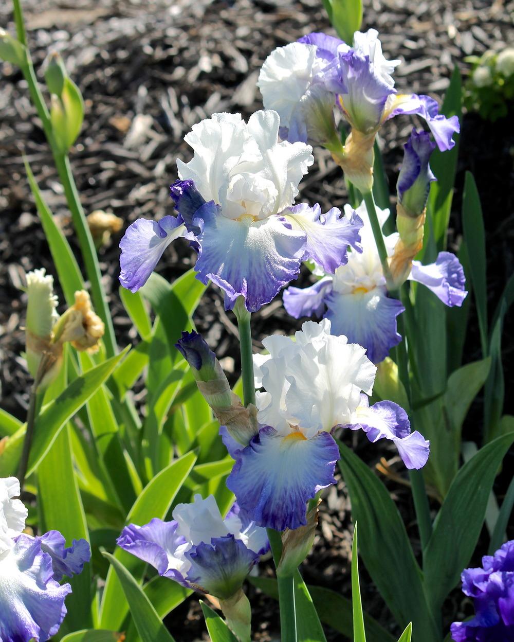 Photo of Tall Bearded Iris (Iris 'Fabuleux') uploaded by ARUBA1334
