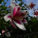 Silk Road Lilies Are the Tallest in my Garden