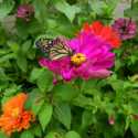 Zinnias, Old-Fashioned Annuals for the Modern Garden