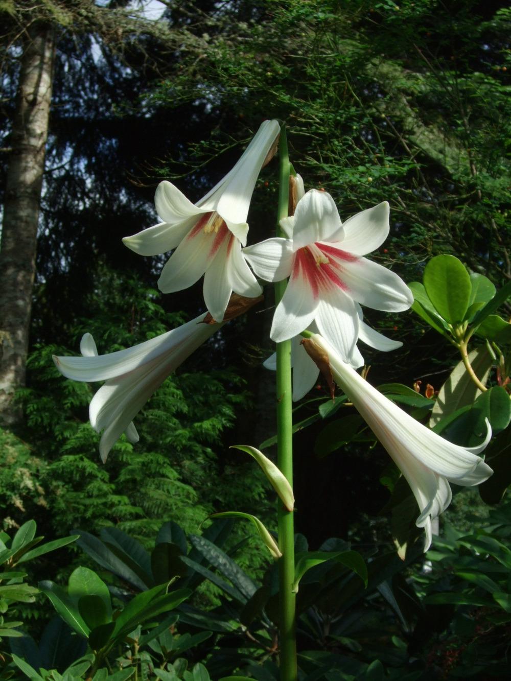 Photo of Giant Lily (Cardiocrinum giganteum) uploaded by RCanada