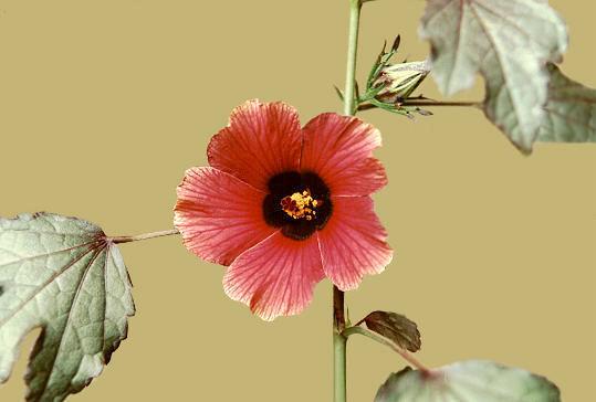 Photo of Red-Leaf Hibiscus (Hibiscus acetosella) uploaded by SongofJoy