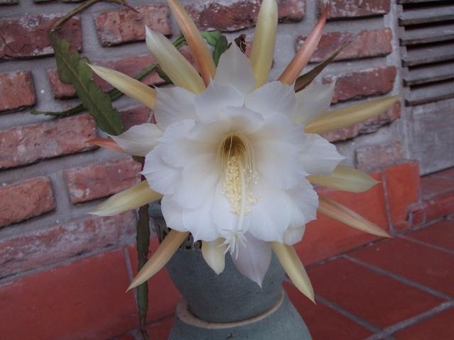 Photo of Epiphyllum 'Philippe Soulier' uploaded by ceci