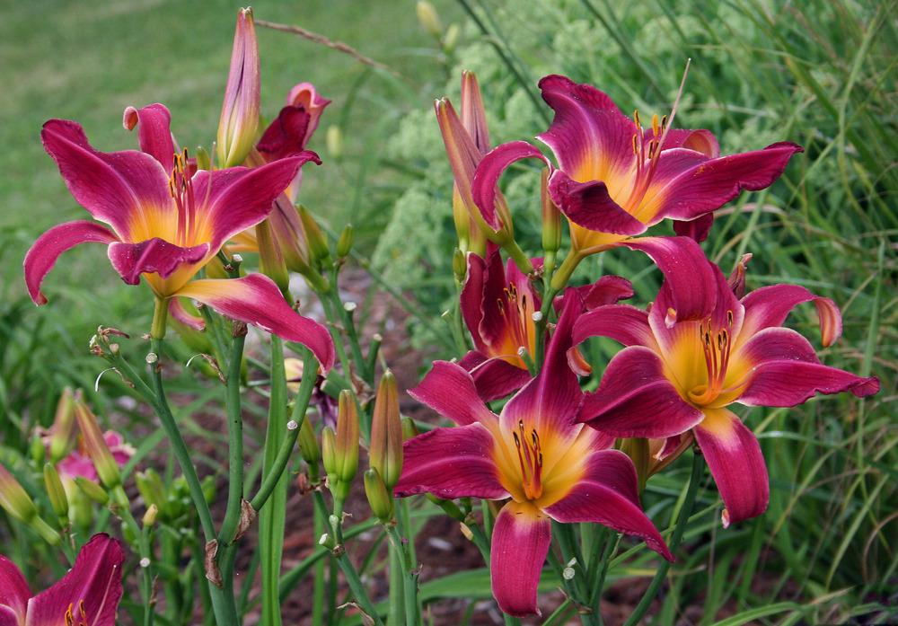 Photo of Daylily (Hemerocallis 'In with the Out Crowd') uploaded by floota