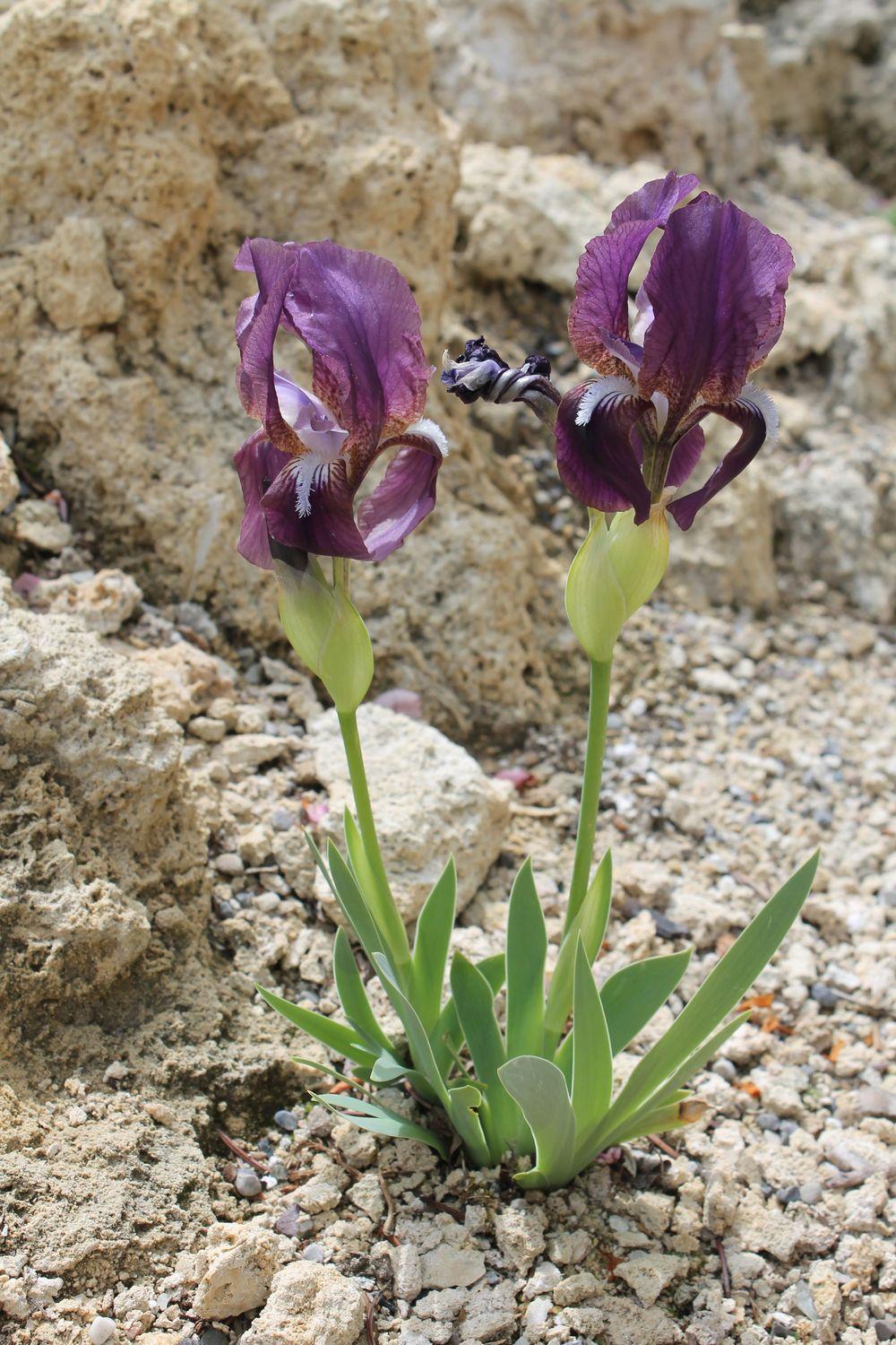 Photo of Species Iris (Iris mandshurica) uploaded by growitall