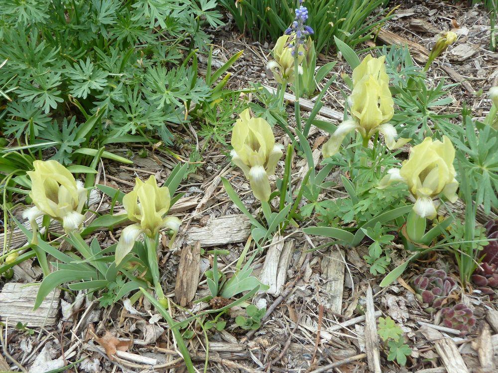 Photo of Species Iris (Iris suaveolens) uploaded by growitall