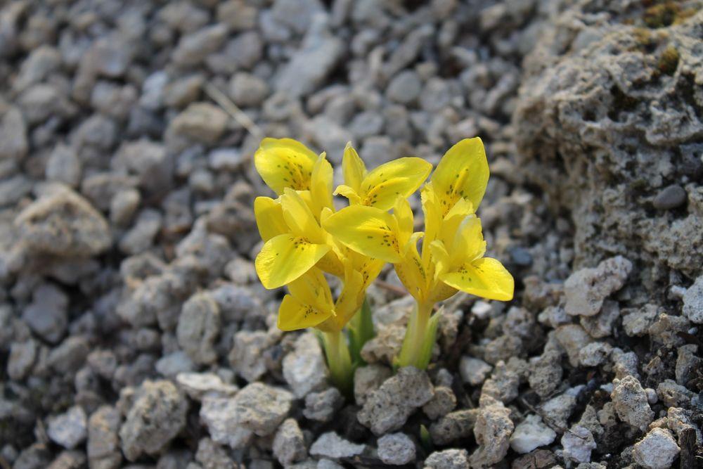 Photo of Reticulated Iris (Iris danfordiae) uploaded by growitall