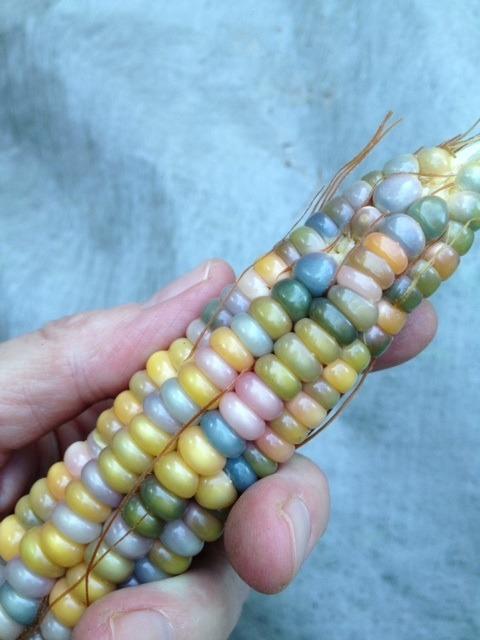 Photo of Popcorn (Zea mays subsp. mays 'Glass Gem') uploaded by passiflora