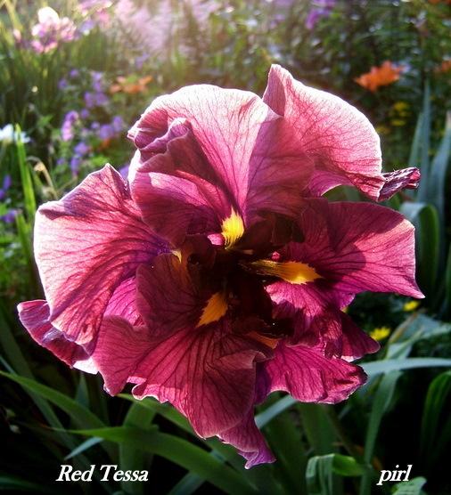 Photo of Japanese Iris (Iris ensata 'Red Tessa') uploaded by pirl