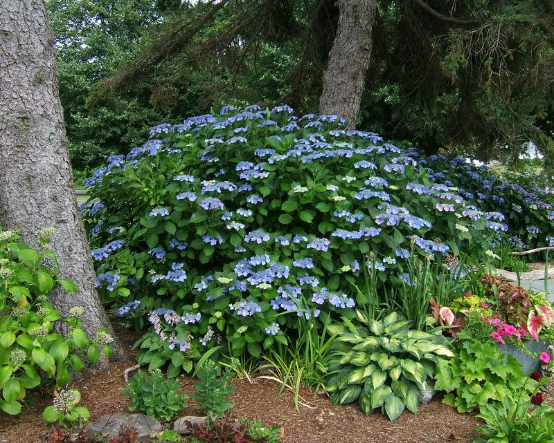 Photo of Bigleaf Hydrangea (Hydrangea macrophylla 'Blaumeise') uploaded by pirl